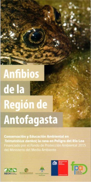 008 Anfibios de la Región de Antofagasta