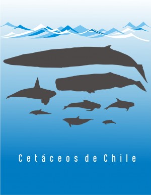 005 Cetáceos de Chile